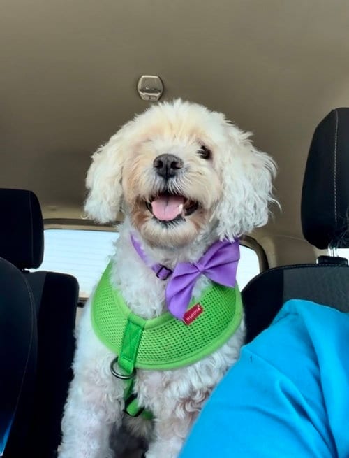 Photo of Bonnie, adoptable Poodle (Miniature) in San Diego, California