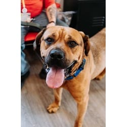 Photo of Sully, adoptable Mixed Breed (Medium) in New Castle, Delaware