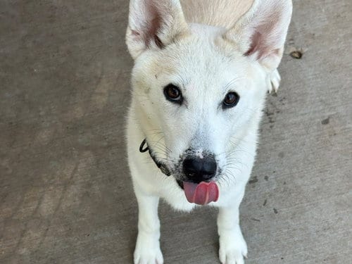 Photo of Marshmellow, adoptable Husky in Tulsa, Oklahoma