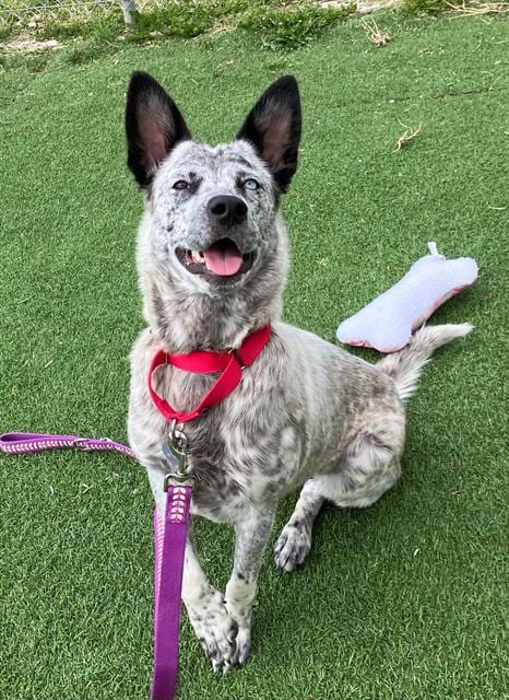 Photo of Mabel, adoptable Australian Cattle Dog/Blue Heeler in Fruit Heights, Utah