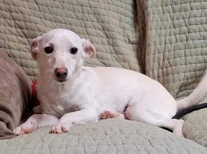 Photo of 161472 slinky, adoptable Chihuahua, Short Coat/Mix in Bakersfield, California