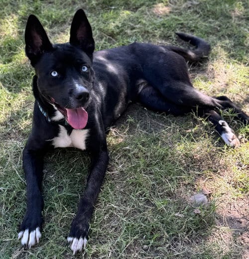 Photo of Lady, adoptable Husky in Great Bend, Kansas