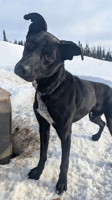 Photo of Two, adoptable Husky in Fairbanks, Alaska