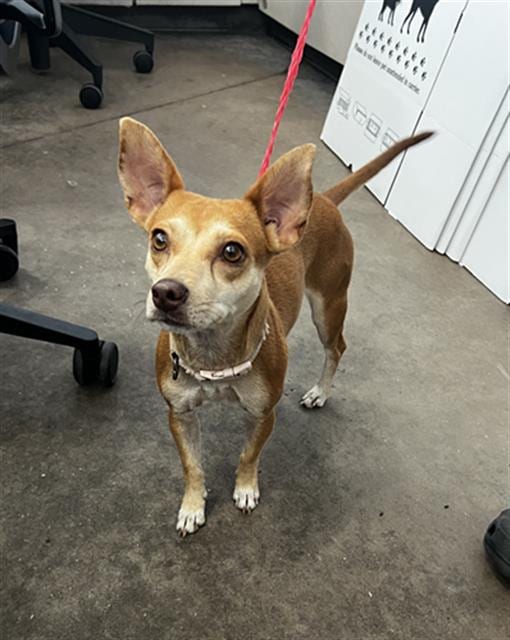 Photo of Lily, adoptable Mixed Breed