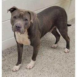 Photo of Scotch Phd, adoptable American Pit Bull Terrier in Kansas City, Missouri