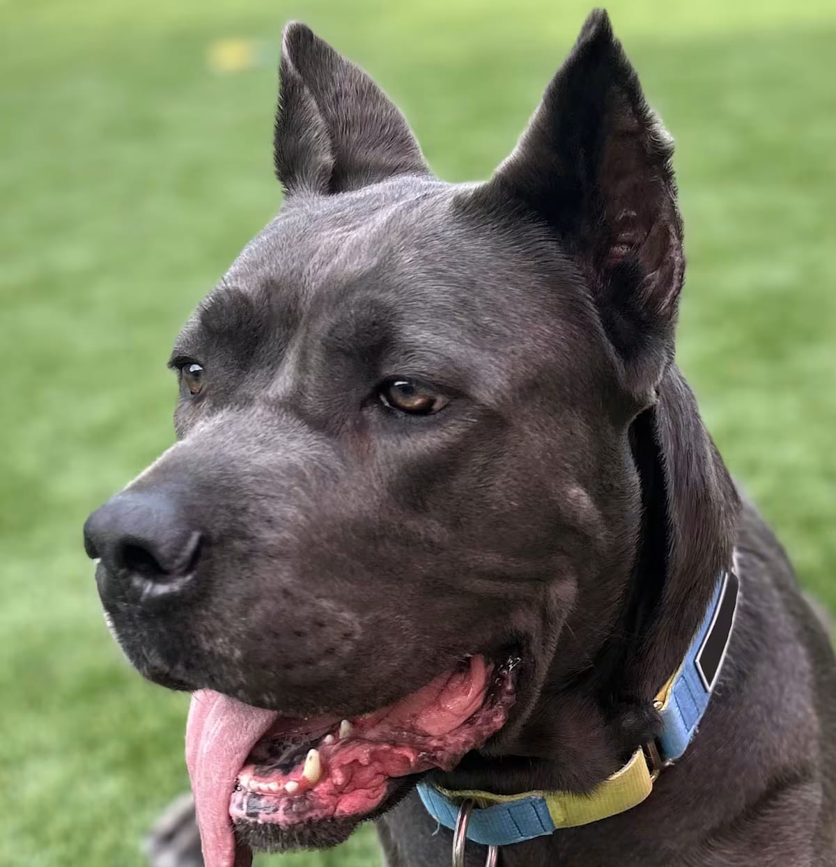Photo of Amira, adoptable Cane Corso in Citrus Heights, California