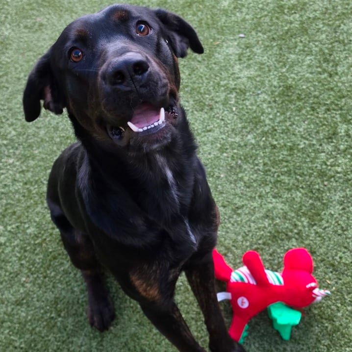 Photo of Nyxie, adoptable Rottweiler / Retriever, Black Labrador in Greensboro, North Carolina