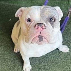 Photo of Bowie, adoptable English Bulldog in Beverly Hills, California