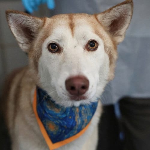 Photo of Lola, adoptable Siberian Husky in San Antonio, Texas