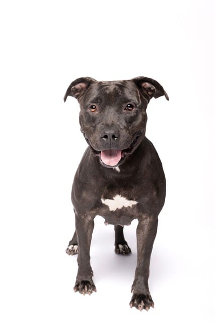 Photo of Donna, adoptable Terrier in Miami, Florida