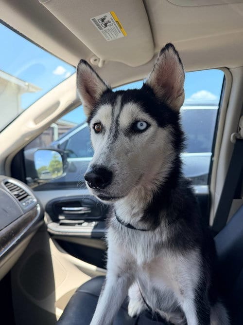 Photo of Penne, adoptable Siberian Husky in Carrollton, Texas