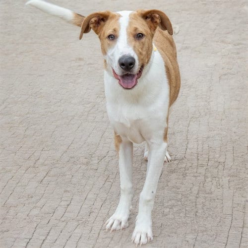 Photo of Ryland, adoptable Collie in St Louis, Missouri