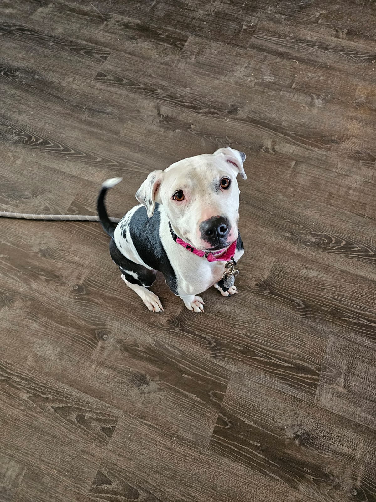 Photo of CJ, adoptable Dalmatian / American Pit Bull Terrier in Maricopa, Arizona
