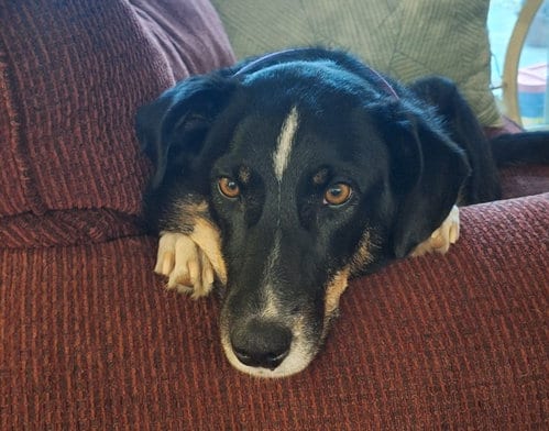 Photo of Lily, adoptable Border Collie in Evergreen, Colorado