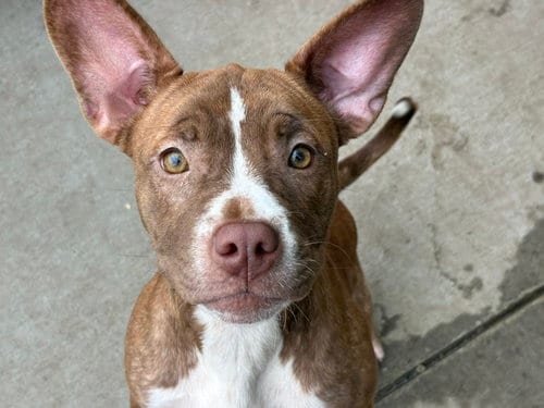 Photo of Yogurt, adoptable Pit Bull Terrier in Tulsa, Oklahoma