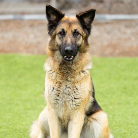 Photo of Chaquira, adoptable German Shepherd Dog in Camarillo, California