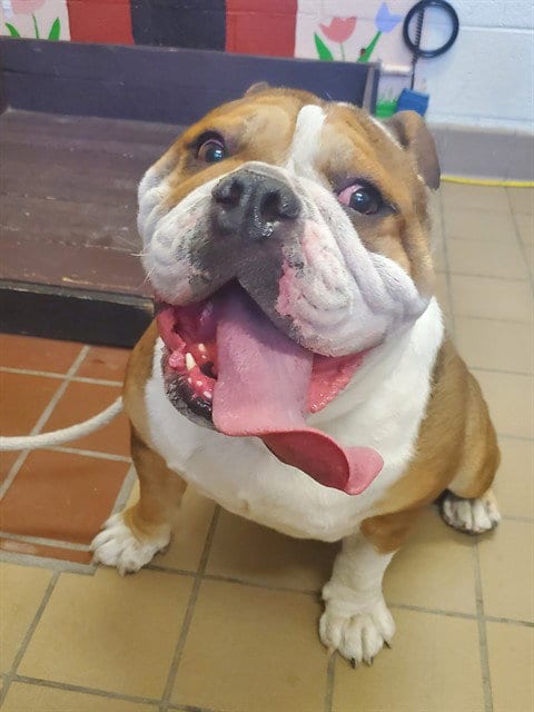 Photo of Bacon, adoptable English Bulldog in Castaic, California
