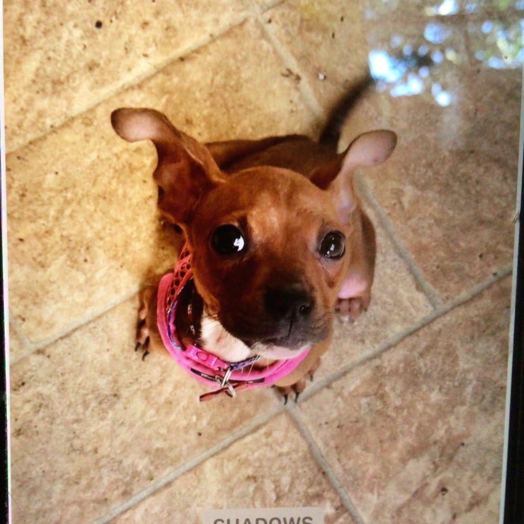Photo of Jolene aka Kiwi, adoptable Pinscher, Miniature / Unknown
