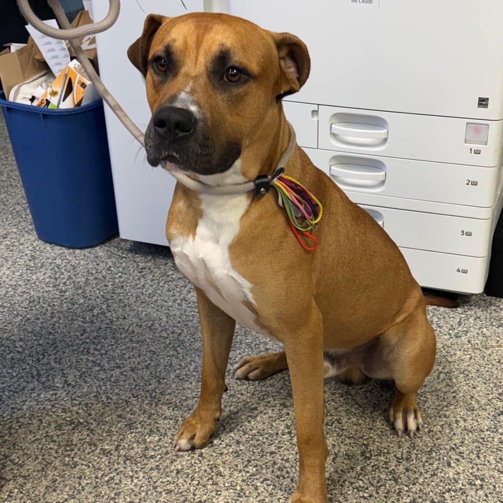 Photo of Yahtzee, adoptable Mixed Breed (Large) in Jacksonville, North Carolina