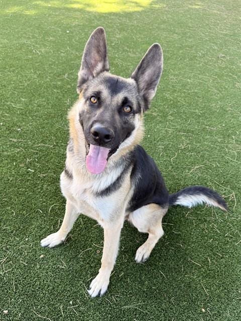 Photo of Blue, adoptable German Shepherd Dog in Castaic, California