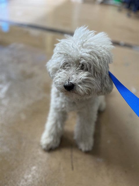 Photo of A275868, adoptable Poodle (Miniature) in Chula Vista, California