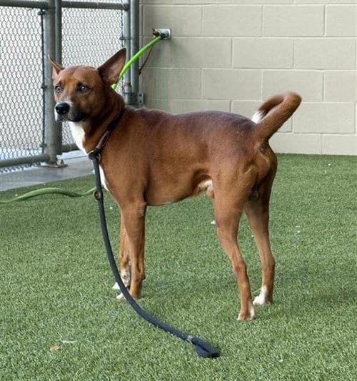 Photo of Rudy, adoptable Australian Kelpie in Baytown, Texas