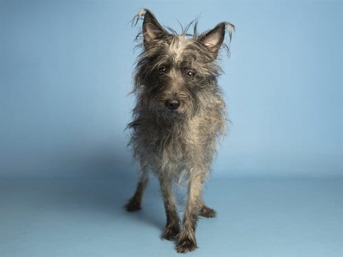 Photo of Minnie, adoptable Cairn Terrier in Phoenix, Arizona