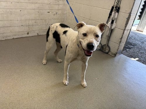 Photo of Ophelia, adoptable Border Collie in San Bernardino, California