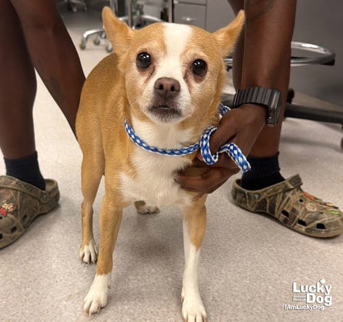 Photo of Quest, adoptable Chihuahua in Washington, District of Columbia