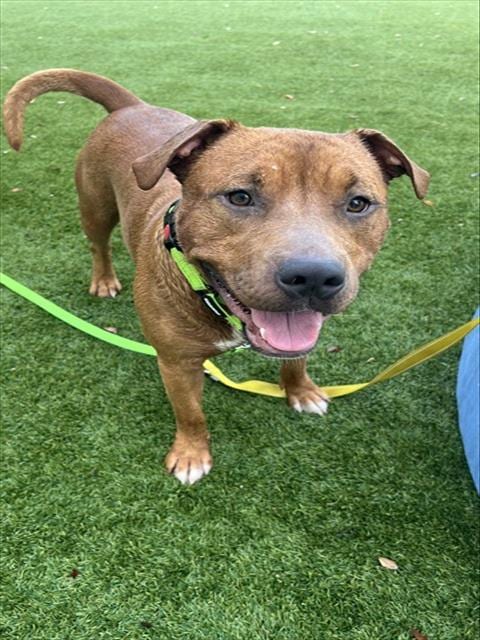 Photo of Red, adoptable Terrier in Miami, Florida