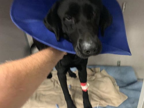 Photo of Kirby, adoptable Labrador Retriever in Sacramento, California