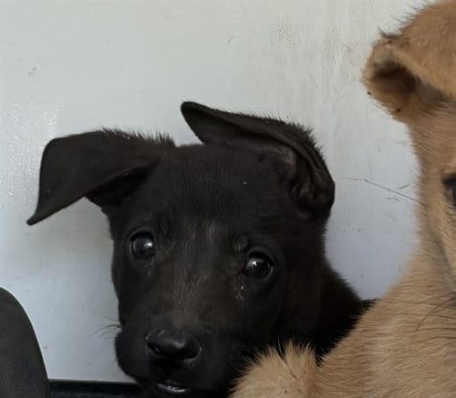 Photo of A170729, adoptable German Shepherd Dog in Bakersfield, California