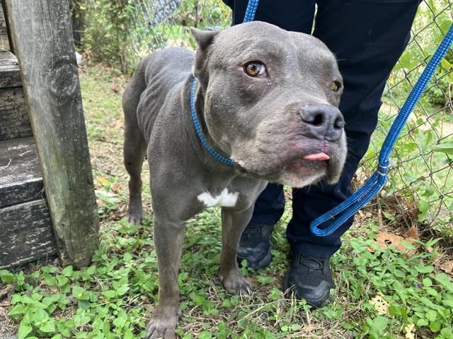 Photo of Maze, adoptable Mixed Breed