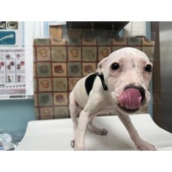 Photo of Grasshopper, adoptable Mixed Breed (Medium) in Maumee, Ohio