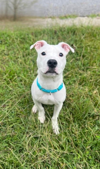 Photo of Dilton, adoptable dog in Chamblee, Georgia