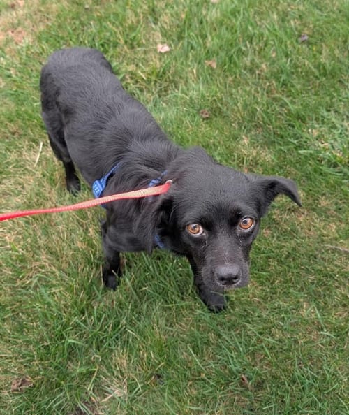 Photo of Farley, adoptable Spaniel in Cranston, Rhode Island