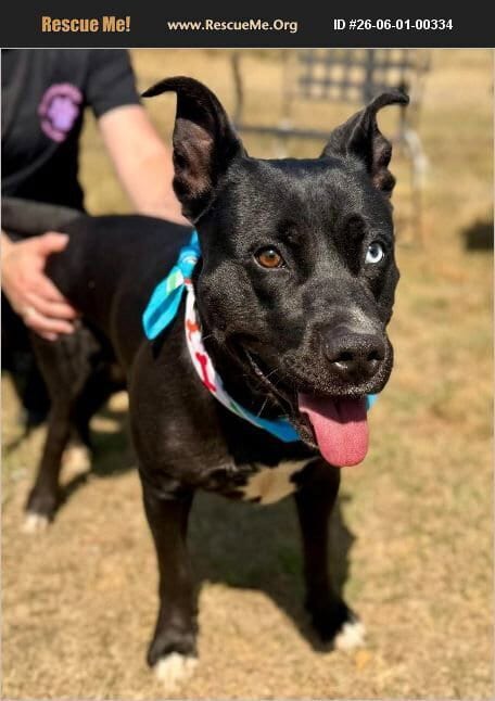 Photo of Blue, adoptable Labrador Retriever in Benton, Pennsylvania