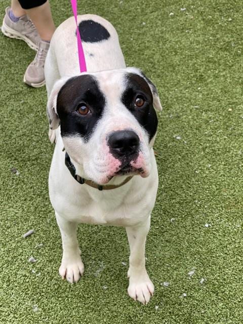 Photo of Billy Ray, adoptable Pit Bull Terrier in Fayetteville, North Carolina