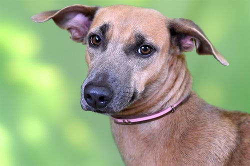 Photo of Joy, adoptable Greyhound in Ft Lauderdale, Florida