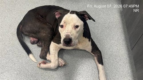 Photo of Sammy, adoptable American Bulldog in Ocala, Florida