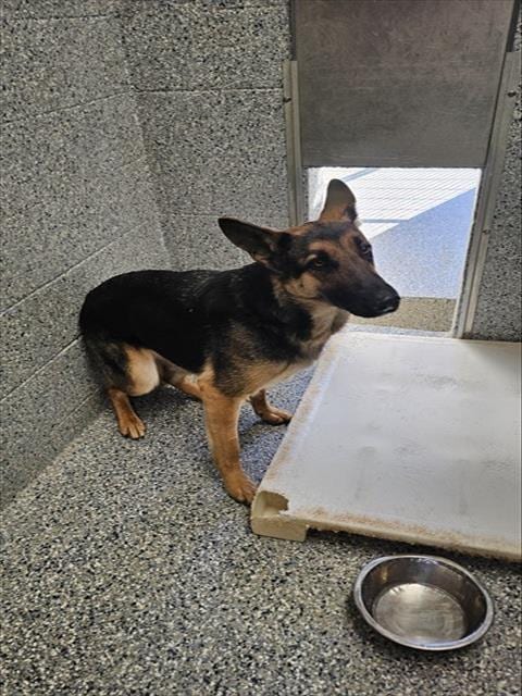 Photo of Mama, adoptable German Shepherd Dog in Paradise, California