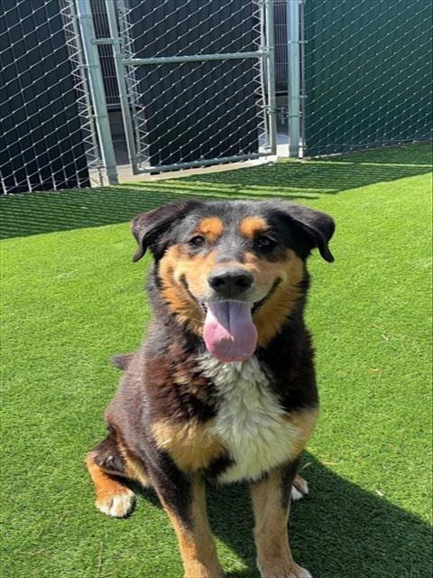 Photo of Cassandra, adoptable German Shepherd Dog in San Bernardino, California
