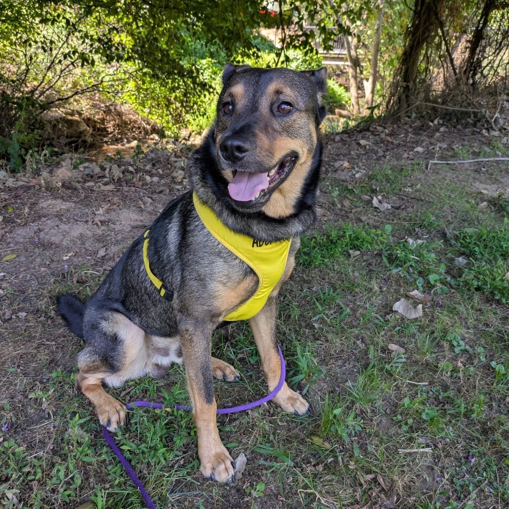 Photo of Slurpee, adoptable Mixed Breed (Large) in Winston-Salem, North Carolina