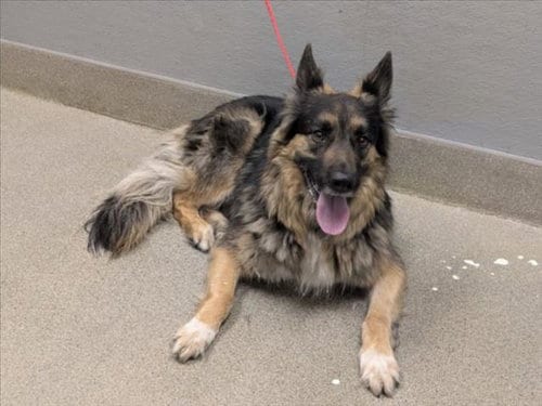Photo of Cheech, adoptable German Shepherd Dog in Las Vegas, Nevada