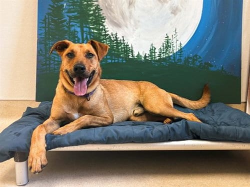 Photo of Graham, adoptable Labrador Retriever in McKinleyville, California
