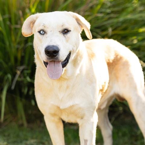 Photo of Hubert, adoptable Labrador Retriever in Camarillo, California