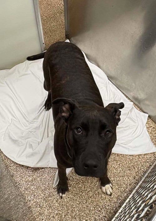 Photo of Loki, adoptable Pit Bull Terrier in Martinsburg, West Virginia