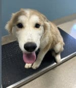 Photo of Marty, adoptable Husky in Holbrook, New York