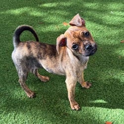 Photo of Rolo 7409, adoptable Mixed Breed (Small) Pointer in Loxahatchee, Florida