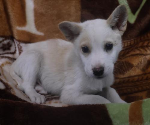 Photo of Tig, adoptable Shepherd in Thief River Falls, Minnesota